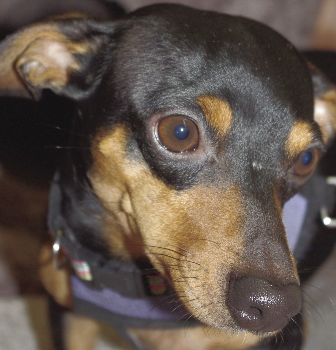 Pets of the Week: Joey